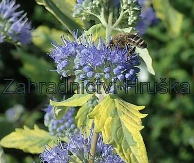 ořechoplodec - Caryopteris clandonensis 'Summer Sorbet'