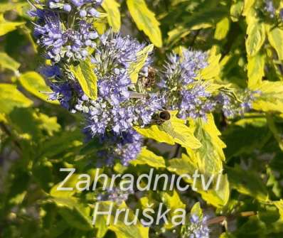 ořechoplodec - Caryopteris clandonensis 'Summer Sorbet'