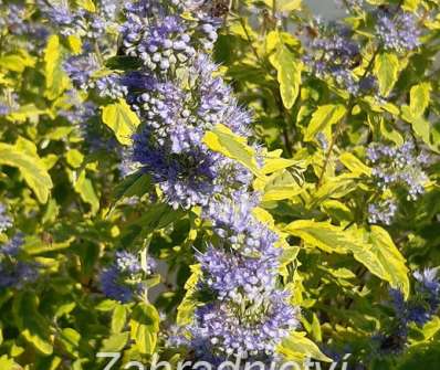 ořechoplodec - Caryopteris clandonensis 'Summer Sorbet'