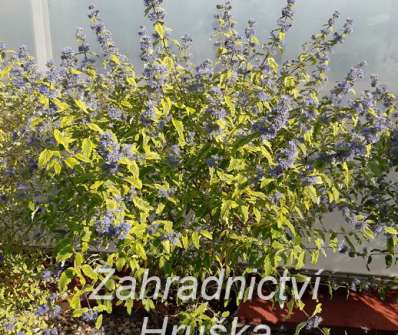 ořechoplodec - Caryopteris clandonensis 'Summer Sorbet'