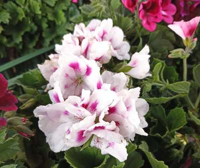 Pelargonium
