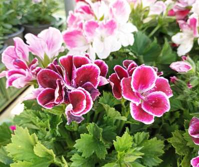 Pelargonium