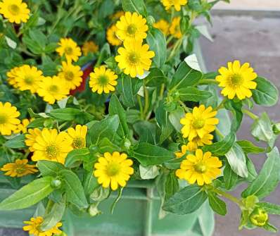 Sanvitalia