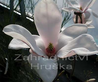 šácholan - Magnolia soulangeana 'Alexandrina'