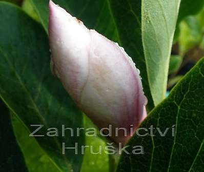 šácholan - Magnolia soulangeana 'Alexandrina'