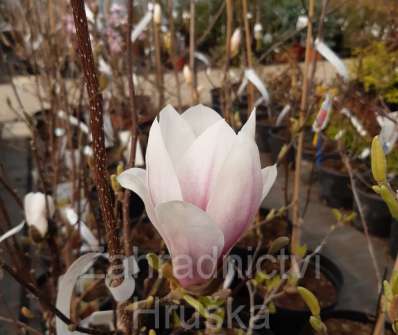 šácholan - Magnolia soulangeana 'Alexandrina'