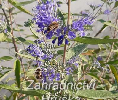 ořechoplodec - Caryopteris clandonensis 'Kew Blue'