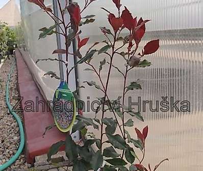 blýskavka - Photinia x fraserii Corallina