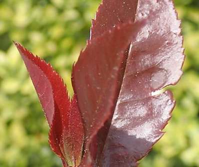 blýskavka - Photinia x fraserii Corallina