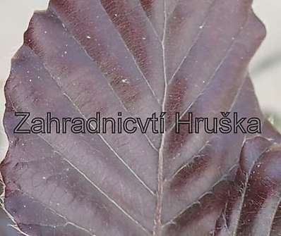 buk - Fagus sylvatica 'Riversii'