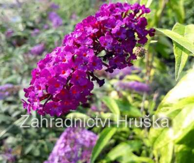 komule - buddleja davidii 'Santana'