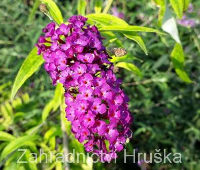 komule - buddleja davidii 'Santana'