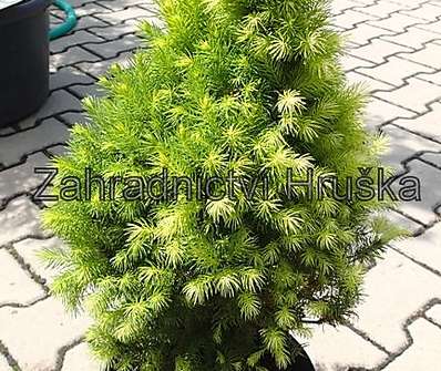 smrk - Picea glauca 'Conica Maigold'