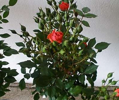 Minirůže - Rosa Mini