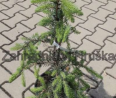 smrk - Picea omorika 'Pendula'