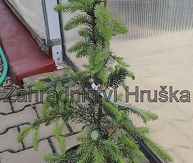 smrk - Picea omorika 'Pendula'
