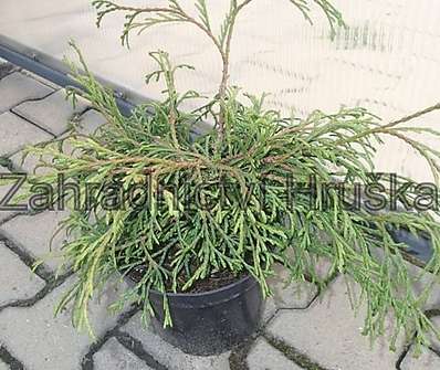 zerav - Thuja plicata 'Kagers Beauty'