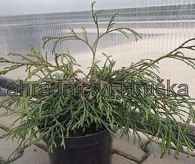zerav - Thuja plicata 'Kagers Beauty'