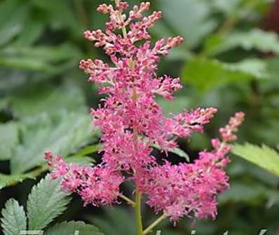 Astilbe Younique Cerise