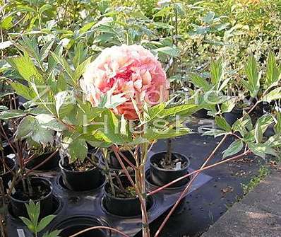 dřevitá pivoňka - Paeonia sufruticosa Rou fu rong