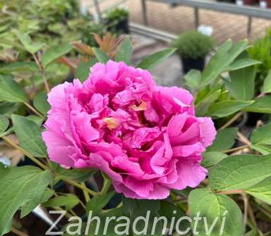 dřevitá pivoňka - Paeonia sufruticosa Rou fu rong