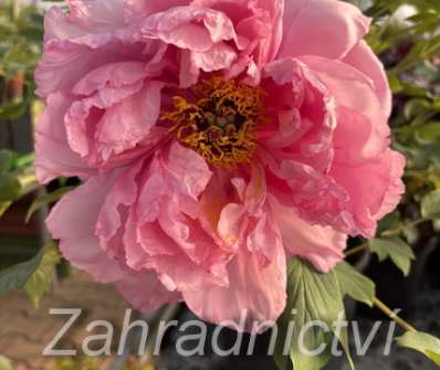 dřevitá pivoňka - Paeonia sufruticosa Rou fu rong