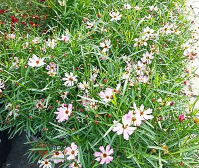 Coreopsis rosea Bloomsation Chameleon