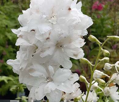 Delphinium grand. Galahad Premium