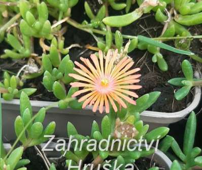 Delosperma Badenia Salmon