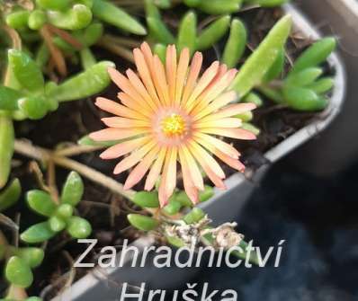 Delosperma Badenia Salmon