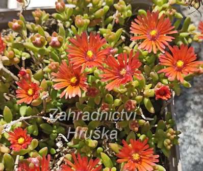 Delosperma Badenia Salmon