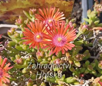 Delosperma Badenia Salmon