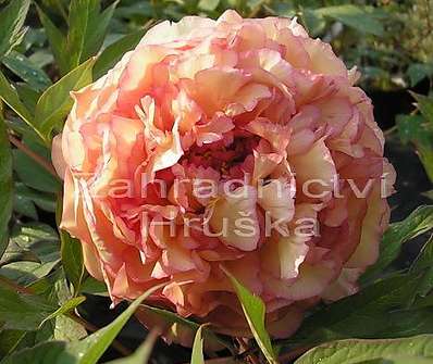 dřevitá pivoňka - Paeonia sufruticosa mix barev