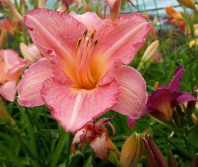 Hemerocallis Dancing Shiva