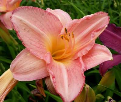 Hemerocallis Dancing Shiva