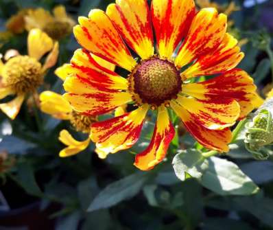 Helenium Feuersiegel