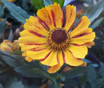 Helenium Feuersiegel