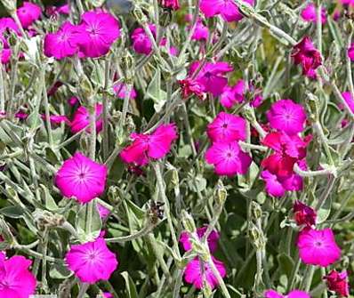 Lychnis flos - jovis