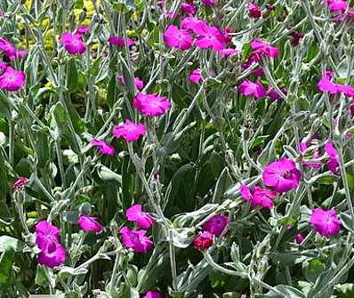 Lychnis flos - jovis