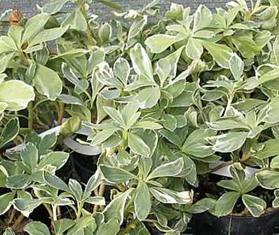 tlustonitník - Pachysandra terminális