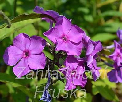 Phlox paniculata Blue Paradise