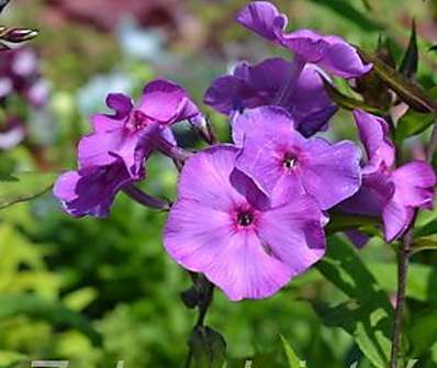 Phlox paniculata Blue Paradise