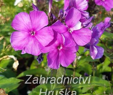 Phlox paniculata Blue Paradise