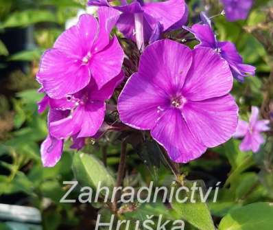Phlox paniculata Blue Paradise