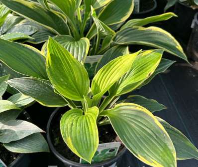 bohyška - Hosta fortunei 'Aureomarginata'