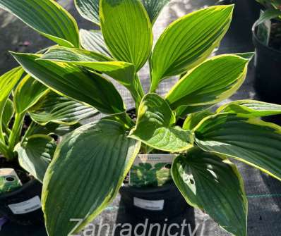 bohyška - Hosta fortunei 'Aureomarginata'