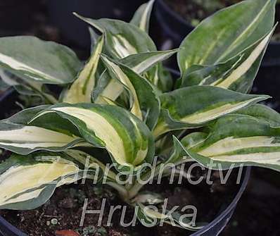 bohyška - Hosta 'Revolution'