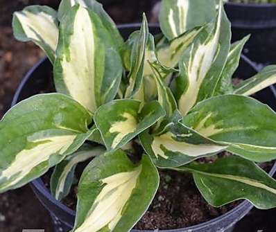 bohyška - Hosta 'Revolution'