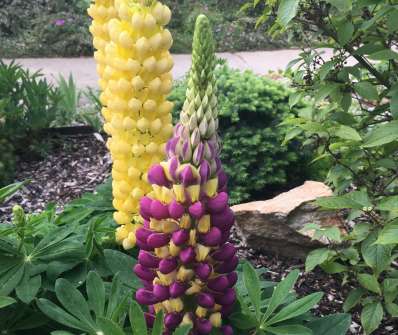 Lupinus West country Manhattan Lights