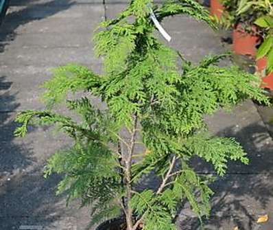 cypřišek - Chamaecyparis lawsoniana 'Ivonne'.